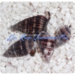 Nassarius Snail Large