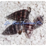 Nassarius Snail Large