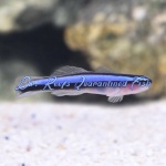 Neon Blue Goby (Captive Bred)