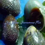 Nerite Snail