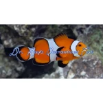 Ocellaris Clownfish