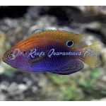 Ocellate Damselfish