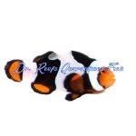 Onyx Picasso Clownfish