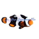 Onyx Picasso Clownfish