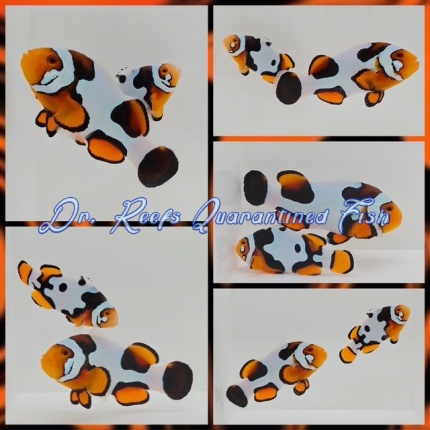 Onyx Picasso Percula Bonded Pair