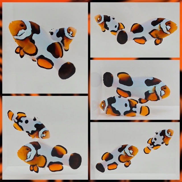 Onyx Picasso Percula Bonded Pair