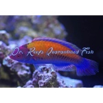 Orange-Back Fairy Wrasse