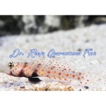 Orange Spotted Goby
