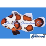 Orange Storm Clownfish