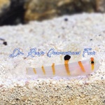 Orange Stripe Prawn Goby
