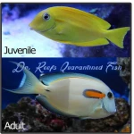 Orange Shoulder Tang - Image 2