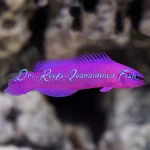 Orchid Dottyback (Captive Bred)