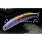 Oreni Tilefish