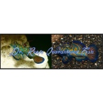 Mandarin - Blue/Green (Captive Bred)