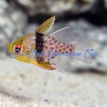 Pajama Cardinal (Captive Bred)