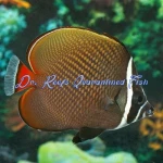 Pakistan Butterflyfish