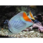 Pearlscale Butterflyfish