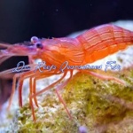 Peppermint Shrimp