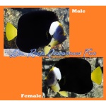 False Personifer Angelfish (Female)