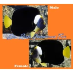 False Personifer Angelfish (Male)
