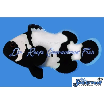 Phantom Clownfish