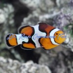 Picasso Percula Clownfish