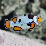Picasso Percula Clownfish (Premium)