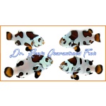 Picasso Storm Bonded Pair