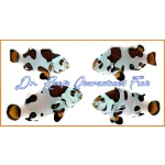 Picasso Storm Bonded Pair