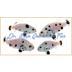 Picasso Super Storm Bonded Pair