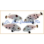 Picasso Super Storm Bonded Pair