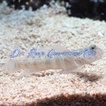 Pink Spotted Watchman Goby