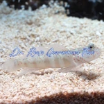 Pink Spotted Watchman Goby