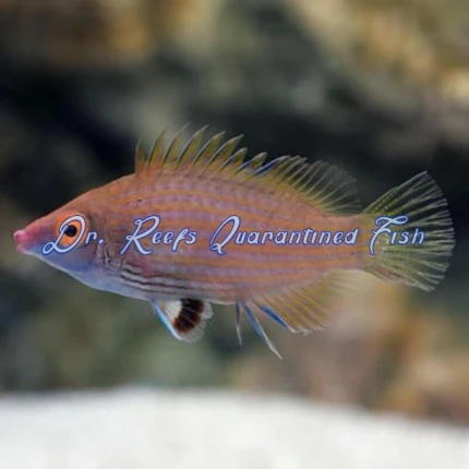 Pink Streaked Wrasse