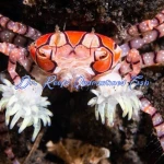 Pom Pom Crab