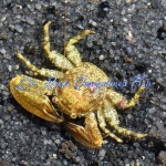 Porcelain Crab