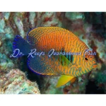 Potter's Angelfish