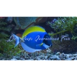 Powder Blue Tang