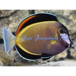 Powder Brown Tang