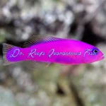 Purple Dottyback