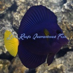 Purple Tang (Captive Bred)