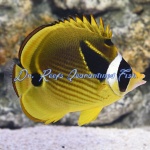 Raccoon Butterflyfish