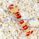 Red Banded Pistol Shrimp