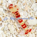 Red Banded Pistol Shrimp