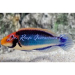 Red Head Solon Fairy Wrasse
