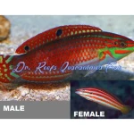 Xmas Red-lined Wrasse (Male)