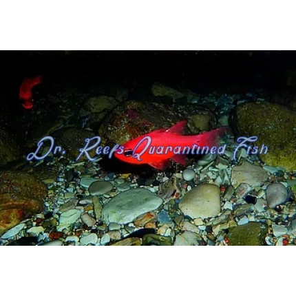 Red Stop Light Cardinalfish