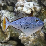 Red Tail Triggerfish