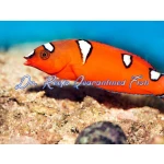 Red Coris Wrasse (Adult)