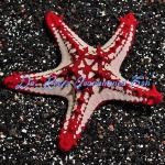 Red Knob Sea Star